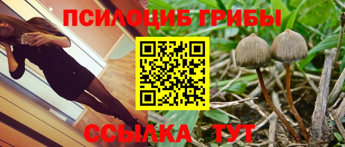 Галлюциногенные грибы Psilocybe Каменск-Уральский